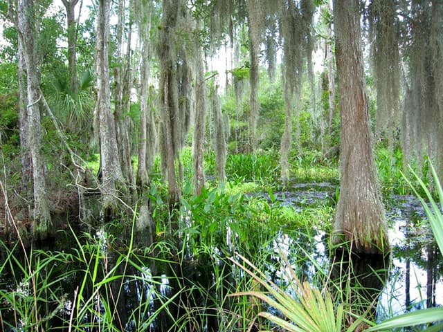 Camp Lonesome Conservation Area