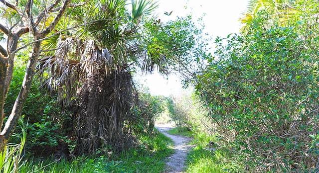 Maritime Hammock Sanctuary