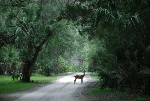 Princess Place Preserve