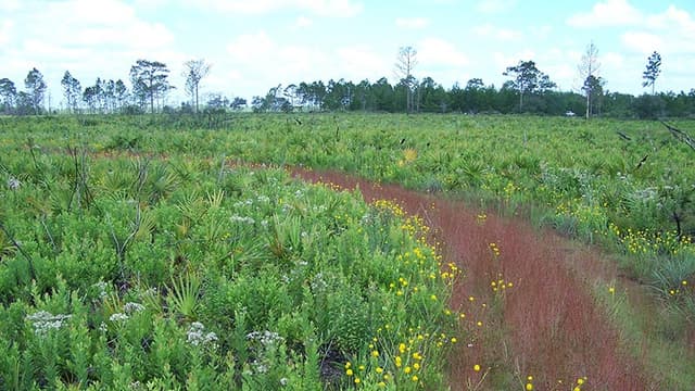 North Buck Lake Scrub Sanctuary