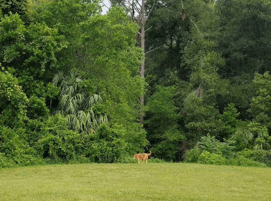 Waggin' Trail Dog Park