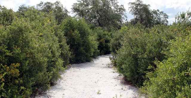 Deltona Regional Library & Lyonia Preserve
