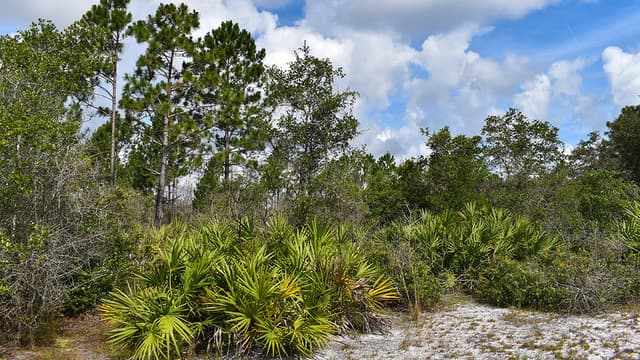 Savage Christmas Creek Preserve