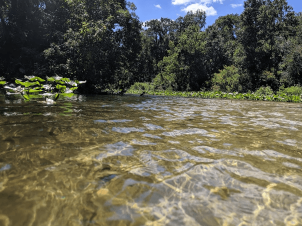 Wekiwa Springs State Park