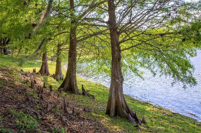 Lake Davis Park (Loop)
