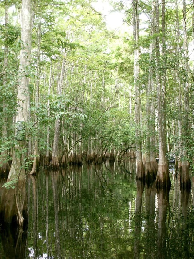 Tosohatchee Wildlife Management Area