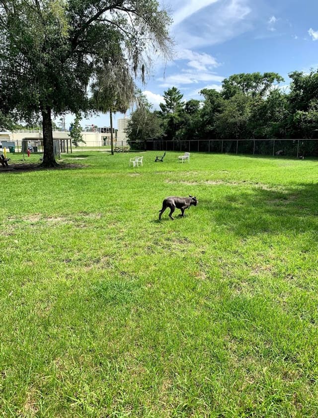 New Smyrna Beach Dog Park