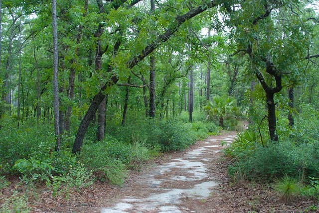 Sandhill Preserve