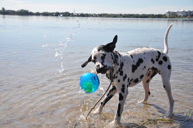 Lake Baldwin Dog Park