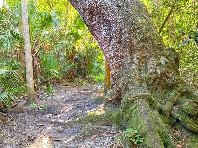 Brevard County Enchanted Forest Sanctuary