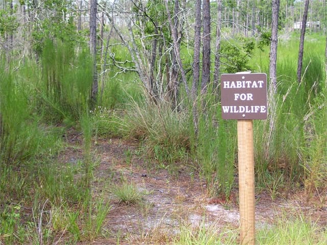 Pine Forest Park Pine Forest Park