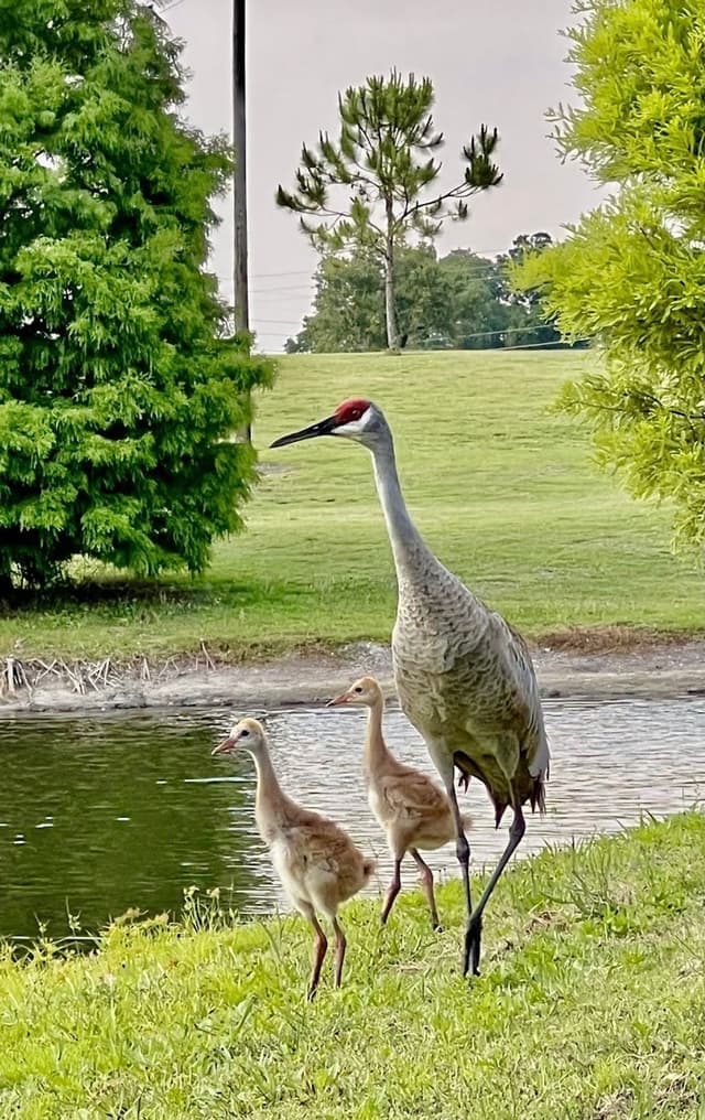 Mayfair Country Club Mayfair Country Club